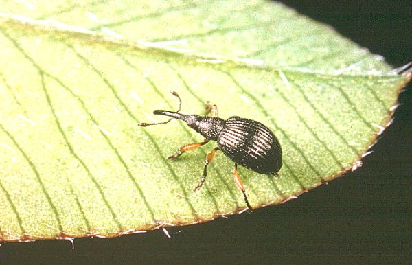 سرخرطومی بذر یونجه